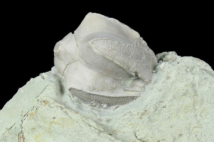 Blastoid (Pentremites) Fossil - Illinois #184095